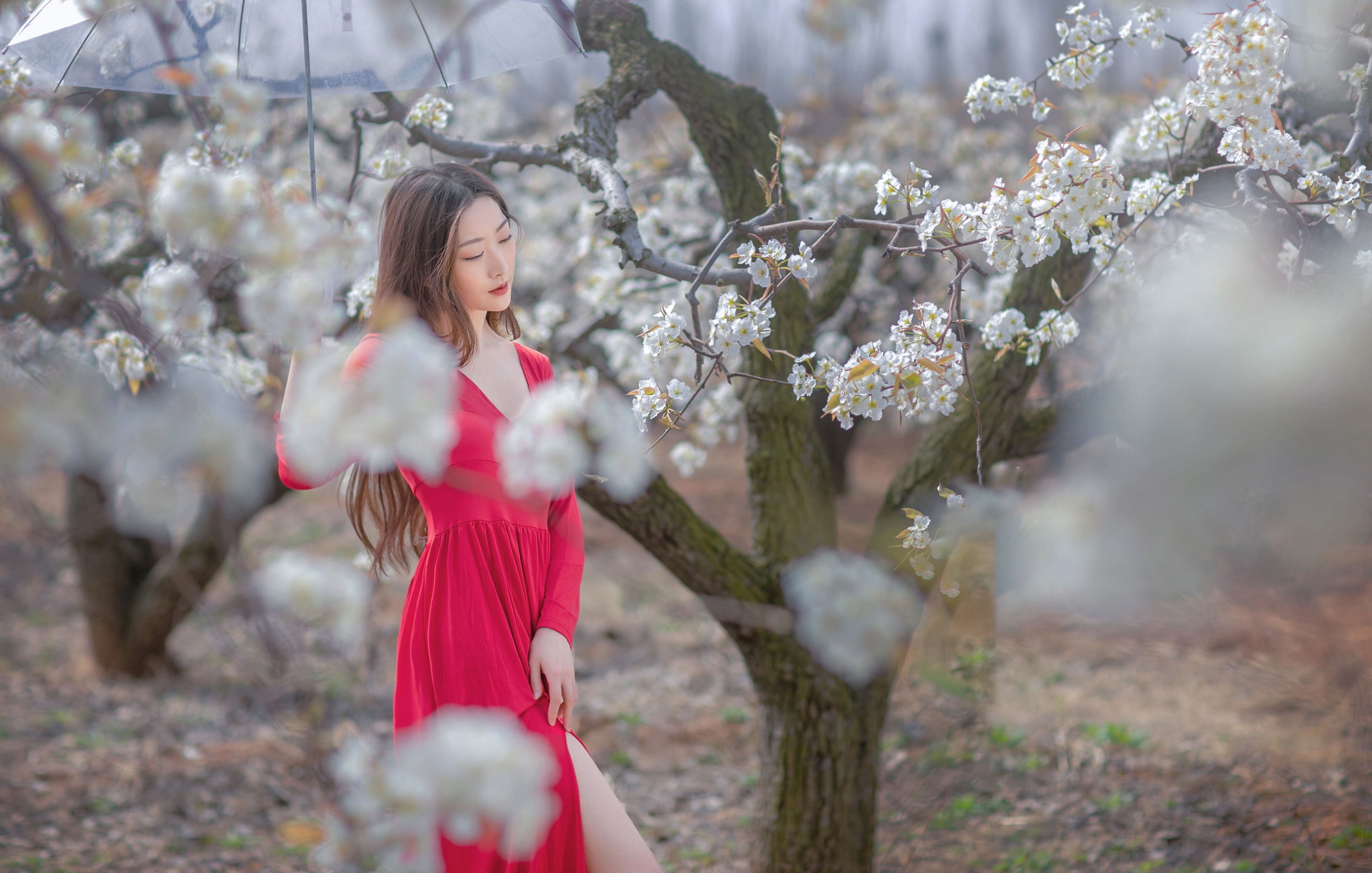 如意 – 《一袭红妆拂梨花》[32P]-图云谷