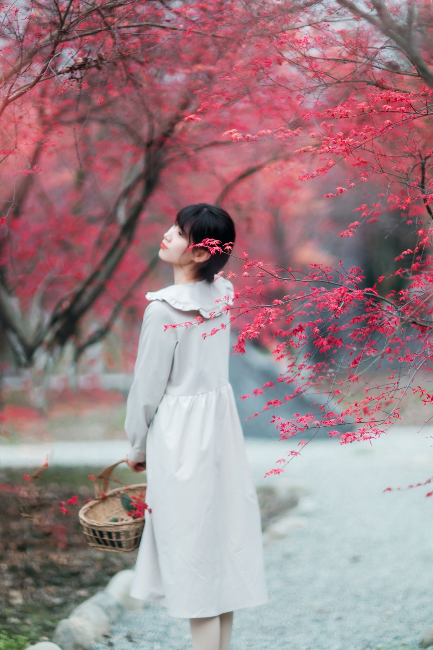 初茶 – 《枫林春晓》[39P]-图云谷
